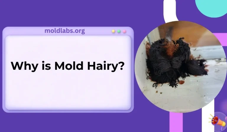 Why is Mold Hairy