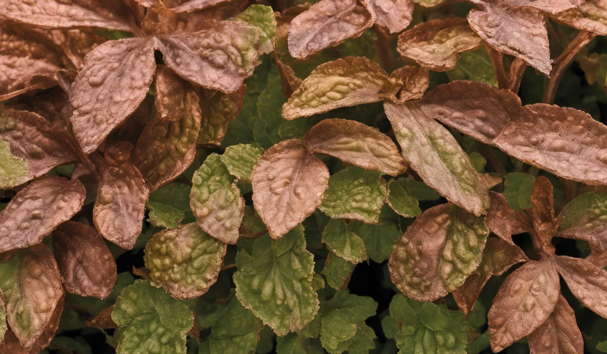 Best Practices for Using Copper Fungicide to Treat Powdery Mildew