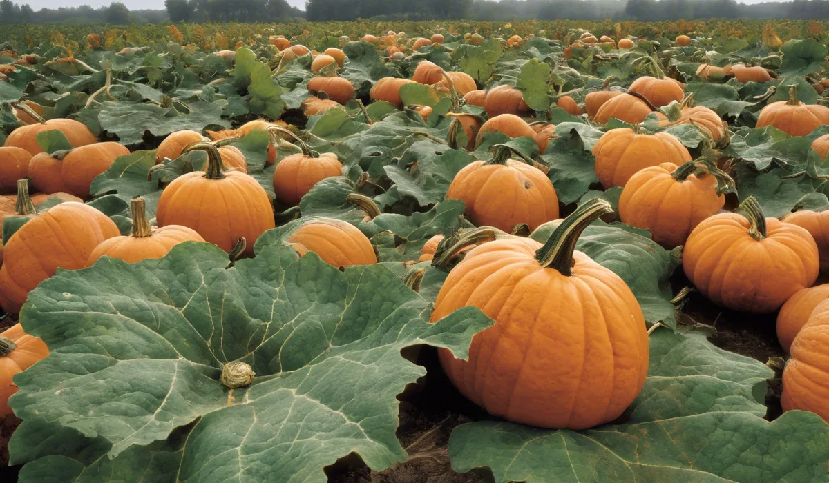Management and Prevention of Powdery Mildew in Pumpkin Crops