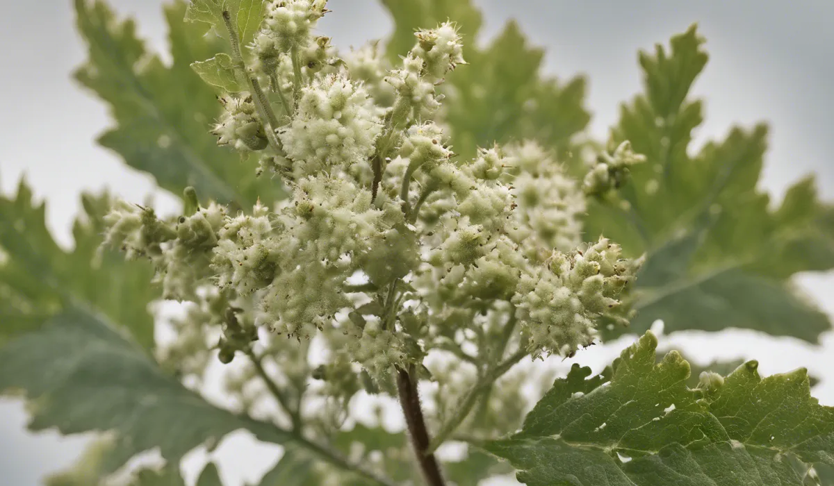 Treatment Options for Infected Ninebark Plants